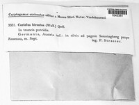 Trametes hirsuta image